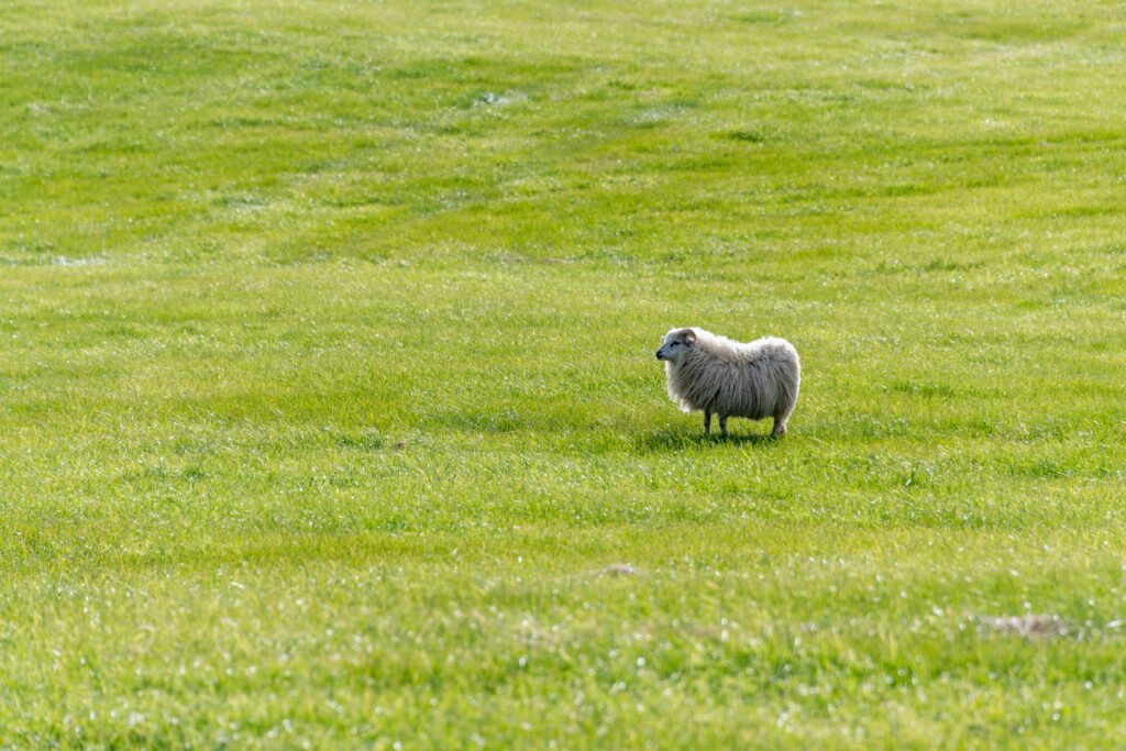 Roland Seichter Fotografie - Minimalistische Fotografie - Ein Schaf ganz allein auf einer Wiese