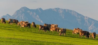 Roland Seichter Fotografie - Landschaftsfotografie - Blick über eine Kuhwiese mit Kühen mit einem hohen Berg im Hintergrund