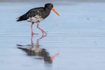 Roland Seichter Fotografie - Tierfotografie - Ein Austernfische am Strand