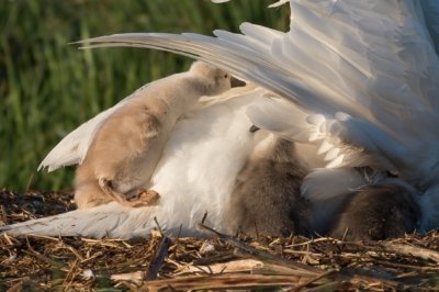 Roland Seichter Fotografie - Tierfotografie - Drei Babyschwäne klettern auf den Rücken der Mutter
