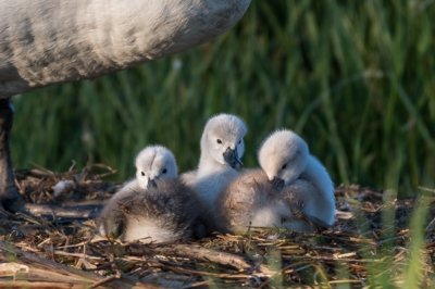 Roland Seichter Fotografie - Tierfotografie - Drei Babyschwäne im Nest