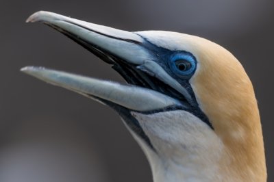Roland Seichter Fotografie - Tierfotografie - Kopf eines Basstölpel von der Seite