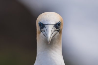 Roland Seichter Fotografie - Tierfotografie - Kopf eines Basstölpel frontal von vorn