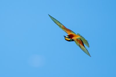Roland Seichter Fotografie - Tierfotografie - Fotografie eines Bienenfressers im Flug