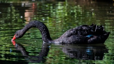 Roland Seichter Fotografie - Tierfotografie - Schwarzer Schwan im Wasser