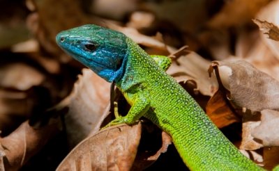 Roland Seichter Fotografie - Tierfotografie - Grün-blaue Eidechse im Sonnenlicht