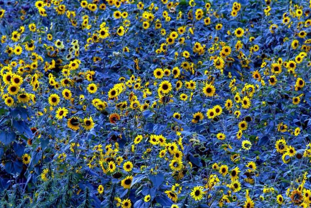 Roland Seichter Fotografie - Fotowettbewerbe - Fotografie eines Sonnenblumenfeldes, die grünen Blätter wurden nachträglich farblich verfälscht und sind blau dargestellt