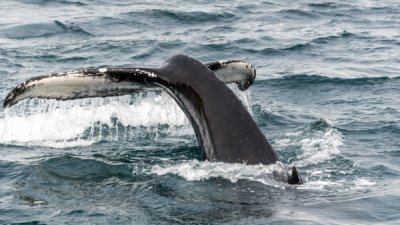 Roland Seichter Fotografie - Tierfotografie - Die Fluke eines Wals, Variante 2