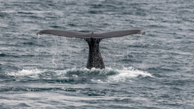 Roland Seichter Fotografie - Tierfotografie - Die Fluke eines Wals