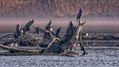Roland Seichter Fotografie - Tierfotografie - Einige Kormorane auf Tothholz im Wasser