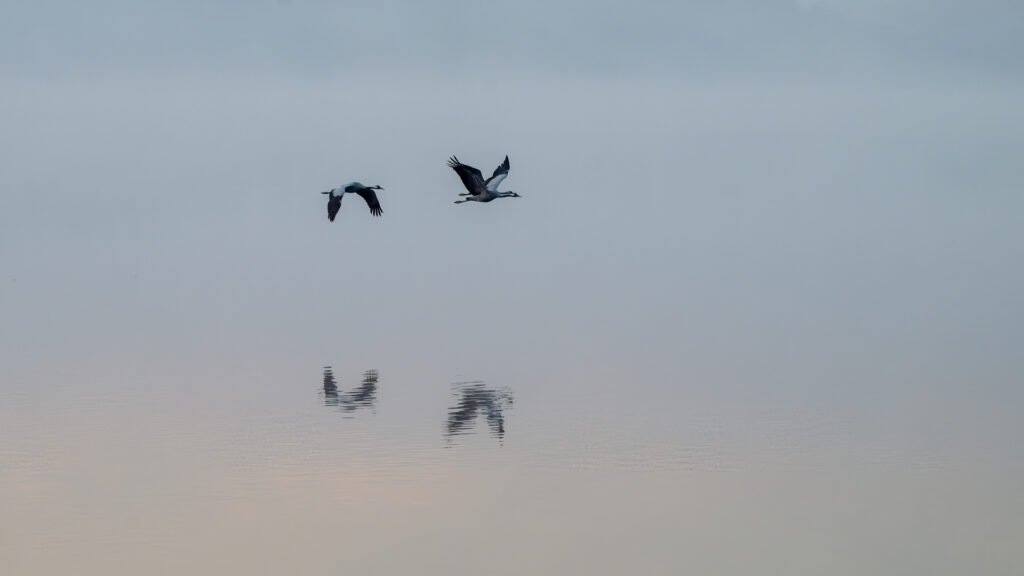 Roland Seichter Fotografie - Minimalistische Fotografie - Zwei fliegende Kraniche, die sich im Wasser spiegeln