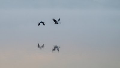 Roland Seichter Fotografie - Minimalistische Fotografie - Zwei fliegende Kraniche, die sich im Wasser spiegeln