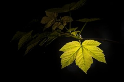 Roland Seichter Fotografie - Pflanzenfotografie - Pflanze in Nahaufnahme, ein Ahornblatt, das von der Sonne hell erleuchtet ist, der Rest im Dunkel