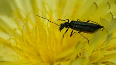 Roland Seichter Fotografie - Tierfotografie - Ein schwarzer Käfer in einer gelben Blüte