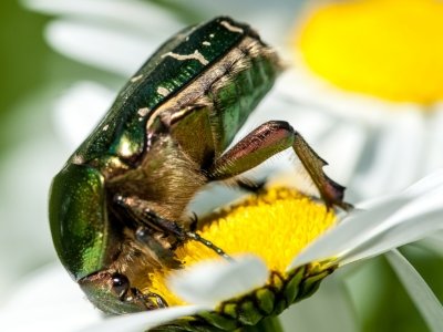 Roland Seichter Fotografie - Tierfotografie - Ein Rosenkäfer auf einer Margerite