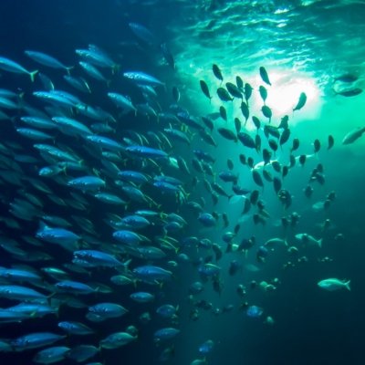 Roland Seichter Fotografie - Tierfotografie - Ein Fischschwarm im Gegenlicht