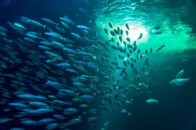 Roland Seichter Fotografie - Tierfotografie - Darstellung eines Fischschwarms, der gegen eine Lichtquelle schwimmt
