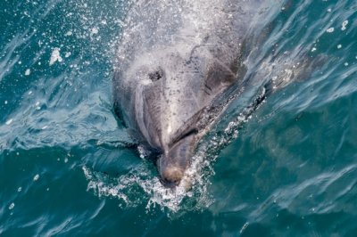 Roland Seichter Fotografie - Tierfotografie - Der Kopf eines Delfins