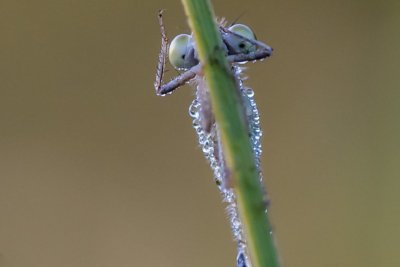 Roland Seichter Fotografie - Tierfotografie - Bild einer Libelle in Nahaufnahme, die Libelle ist noch nass vom Morgentau, sie sitzt auf einem Grashalm, der im Bild ist und deren Augen schauen in die Kamera