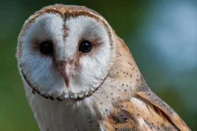 Roland Seichter Fotografie - Tierfotografie - Gesicht einer Schleiereule
