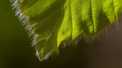 Roland Seichter Fotografie - Pflanzenfotografie - Pflanze in Nahaufnahme, ein grünes Blatt, das am Rand viele kleine Härchen hat