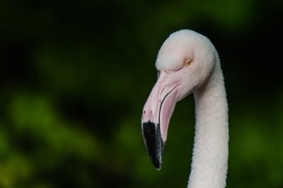 Roland Seichter Fotografie - Tierfotografie - Kopf eines Flamingo