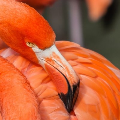 Roland Seichter Fotografie - Tierfotografie - Kopf eines orangene Flamingos