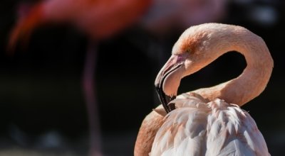 Roland Seichter Fotografie - Tierfotografie - Kopf eines Flamingos, rechts im Bild platziert
