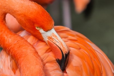 Roland Seichter Fotografie - Tierfotografie - Kopf eines orangene Flamingos