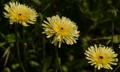 Roland Seichter Fotografie - Pflanzenfotografie - Pflanze in Nahaufnahme, drei gelbe Strohblumen vor grünem Hintergrund