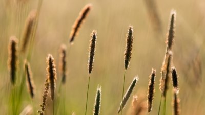Roland Seichter Fotografie - Pflanzenfotografie - Pflanze in Nahaufnahme, Samenstände von Gräsern Varainte 2