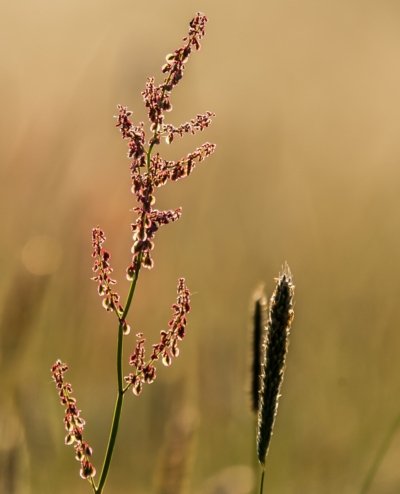 Roland Seichter Fotografie - Pflanzenfotografie - Pflanze in Nahaufnahme, Samenstände von Gräsern