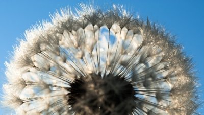 Roland Seichter Fotografie - Pflanzenfotografie - Pflanze in Nahaufnahme, Pusteblume im Gegenlicht vor blauem Himmel