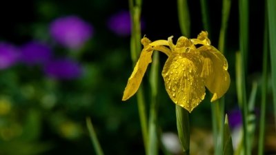 Roland Seichter Fotografie - Pflanzenfotografie - Pflanze in Nahaufnahme, gelbe Irisblüte mit Tautropfen und grünem Hintergrund