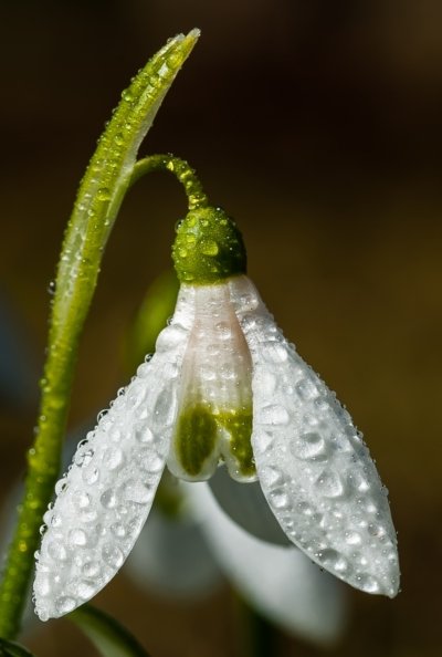 Roland Seichter Fotografie - Pflanzenfotografie - Pflanze in Nahaufnahme, ein Schneeglöckchen komplett mit Tautropfen