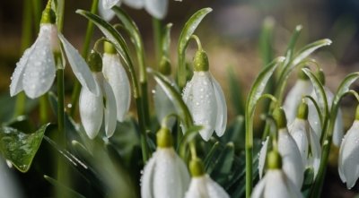 Roland Seichter Fotografie - Pflanzenfotografie - Pflanze in Nahaufnahme, Schneeglöckchen mit Tautropfen