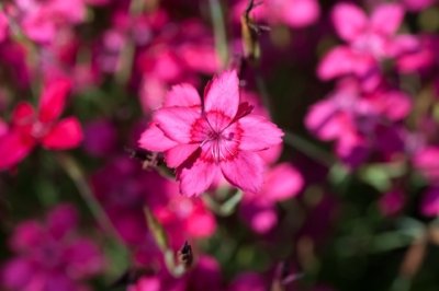 Roland Seichter Fotografie - Pflanzenfotografie - Pflanze in Nahaufnahme, dunkelrosa Blüten