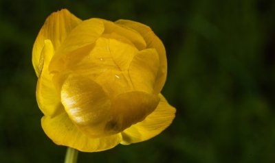 Roland Seichter Fotografie - Pflanzenfotografie - Pflanze in Nahaufnahme, gelbe Blüte, kugelig vor grünem Hintergrund
