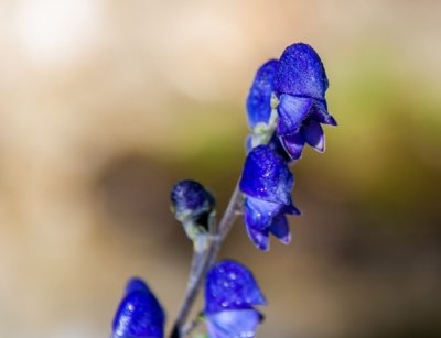 Roland Seichter Fotografie - Pflanzenfotografie - Pflanze in Nahaufnahme, blaue Blüten vor gelb-braunem Hintergrund