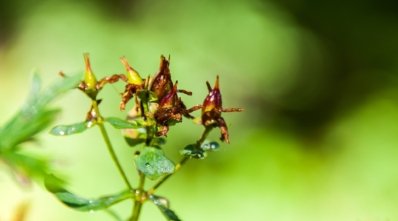 Roland Seichter Fotografie - Pflanzenfotografie - Pflanze in Nahaufnahme, kleine braun-gelbe Blüten vor grünem Hintergrund