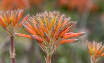 Roland Seichter Fotografie - Pflanzenfotografie - Pflanze in Nahaufnahme, orangene Blüten