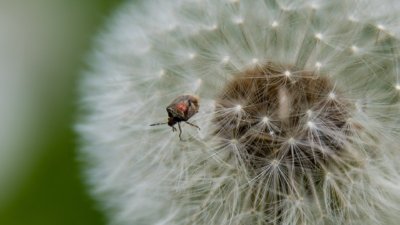 Roland Seichter Fotografie - Pflanzenfotografie - Pflanze in Nahaufnahme, Pusteblume mit kleiner Wanze