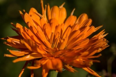 Roland Seichter Fotografie - Pflanzenfotografie - Pflanze in Nahaufnahme, orangene Blüte