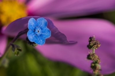 Roland Seichter Fotografie - Pflanzenfotografie - Pflanze in Nahaufnahme, blaue Blüte vor lila Hintergrund