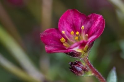 Roland Seichter Fotografie - Pflanzenfotografie - Pflanze in Nahaufnahme, rote Blüte, gelber Samen vor grünem Hintergrund