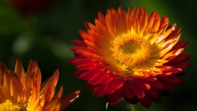 Roland Seichter Fotografie - Pflanzenfotografie - Pflanze in Nahaufnahme, orange-gelbe Strohblumen
