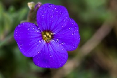 Roland Seichter Fotografie - Pflanzenfotografie - Pflanze in Nahaufnahme, blaue Blüte mit Tautropfen vor grünem Hintergrund