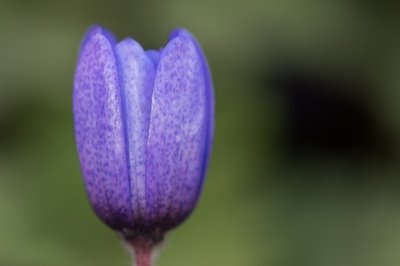 Roland Seichter Fotografie - Pflanzenfotografie - Pflanze in Nahaufnahme, blau/lila Blüte vor grünem Hintergrund