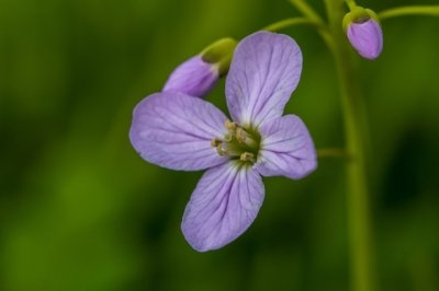 Roland Seichter Fotografie - Pflanzenfotografie - Pflanze in Nahaufnahme, lila Blüte vor grünem Hintergrund