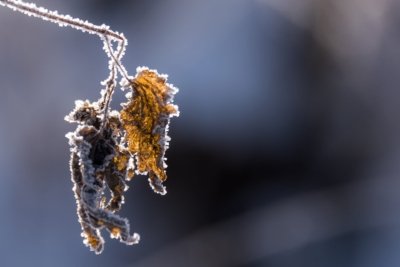 Roland Seichter Fotografie - Pflanzenfotografie - Pflanze in Nahaufnahme, gerorenes, vertrocknetes Herbstlauf